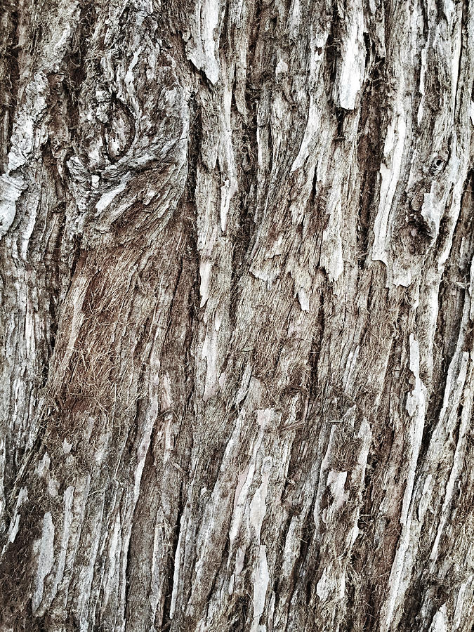 Tree bark background Photograph by Tom Gowanlock