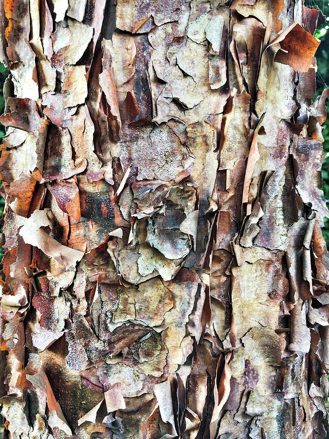 Tree bark detail Photograph by Tom Gowanlock