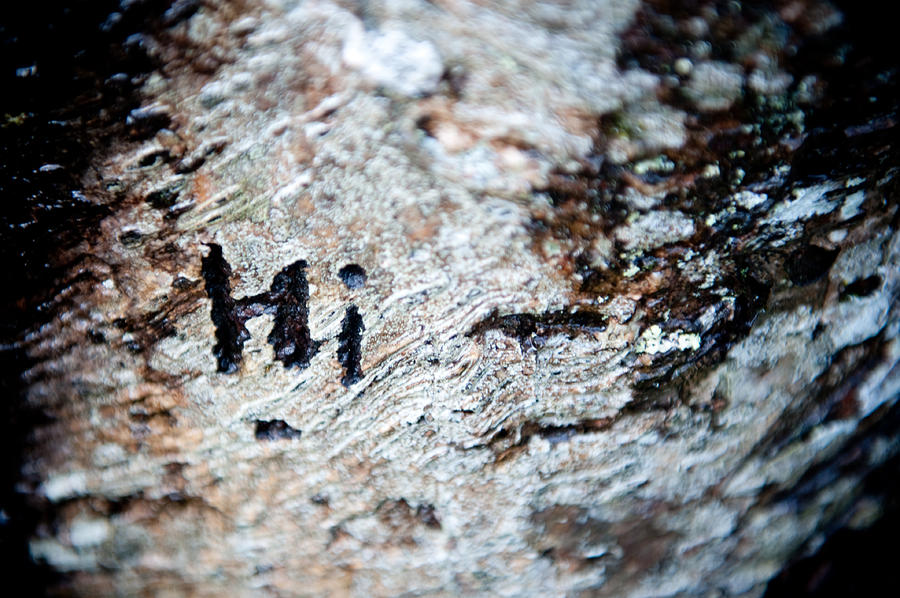 Tree Bark Graffiti - Hi Photograph by Helen Jackson