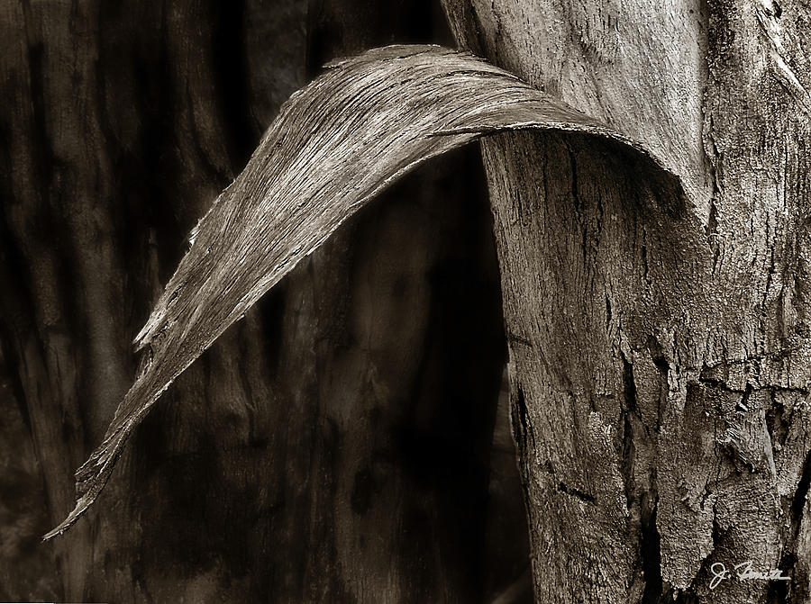 Tree Bark Photograph by Joe Bonita