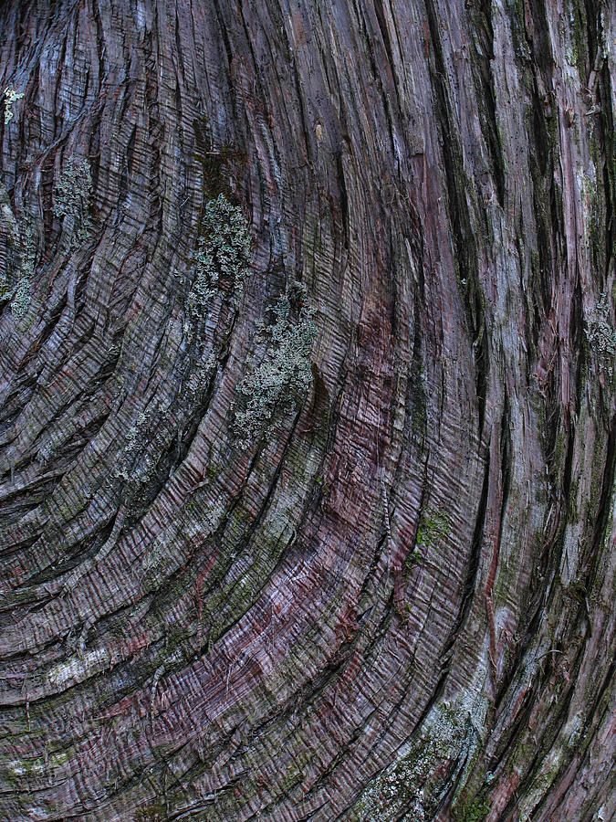 Tree bark Photograph by Juergen Roth