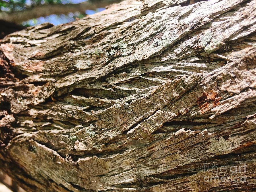 Tree bark Photograph by Laura Forde