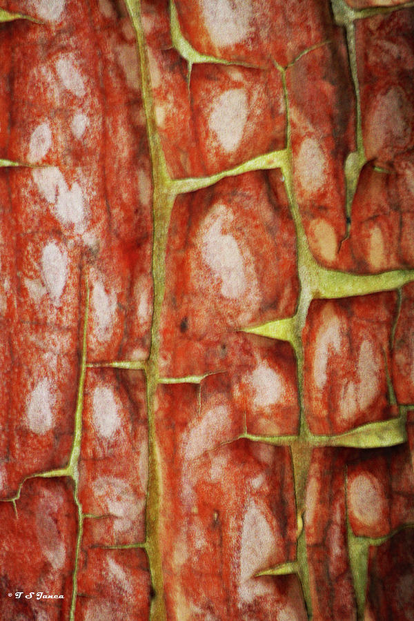 Tree Bark Panel  Digital Art by Tom Janca
