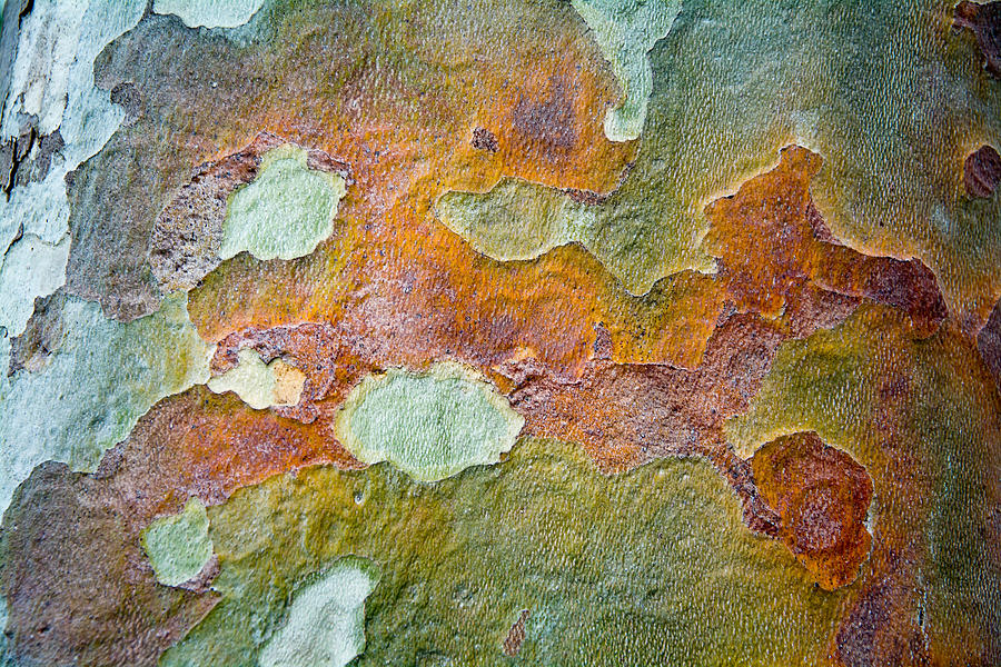 Tree Photograph - Tree Bark Pattern #8 by Robert VanDerWal