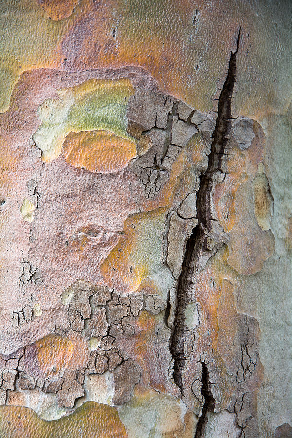 Tree Photograph - Tree Bark Pattern #9 by Robert VanDerWal