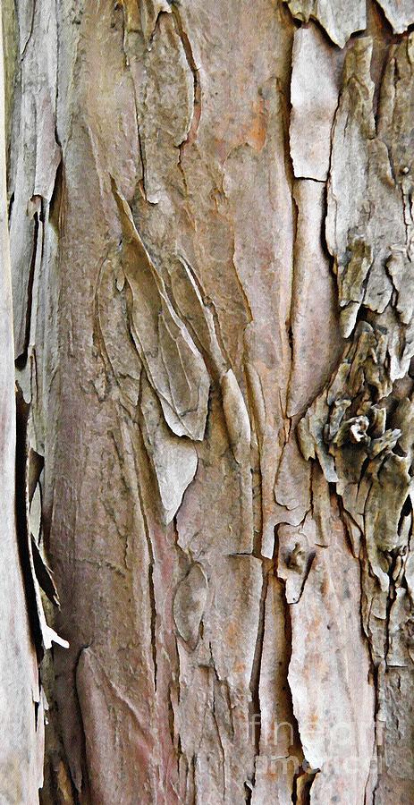 Tree Bark Photograph by Sarah Loft