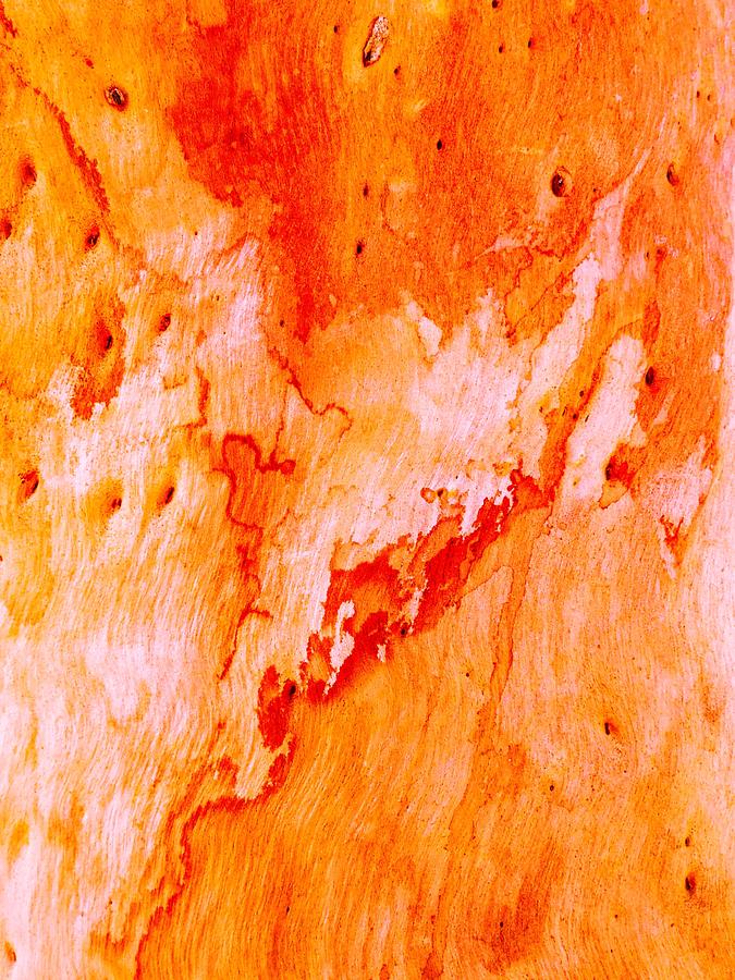 Tree Bark Series #40 Salmon Gum Photograph by Lexa Harpell