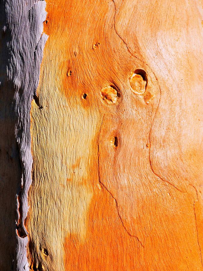 Tree Bark Series #41 Salmon Gum Photograph by Lexa Harpell