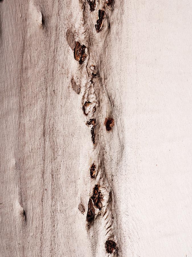 Tree Bark Series #47 Ghost Gum Photograph by Lexa Harpell