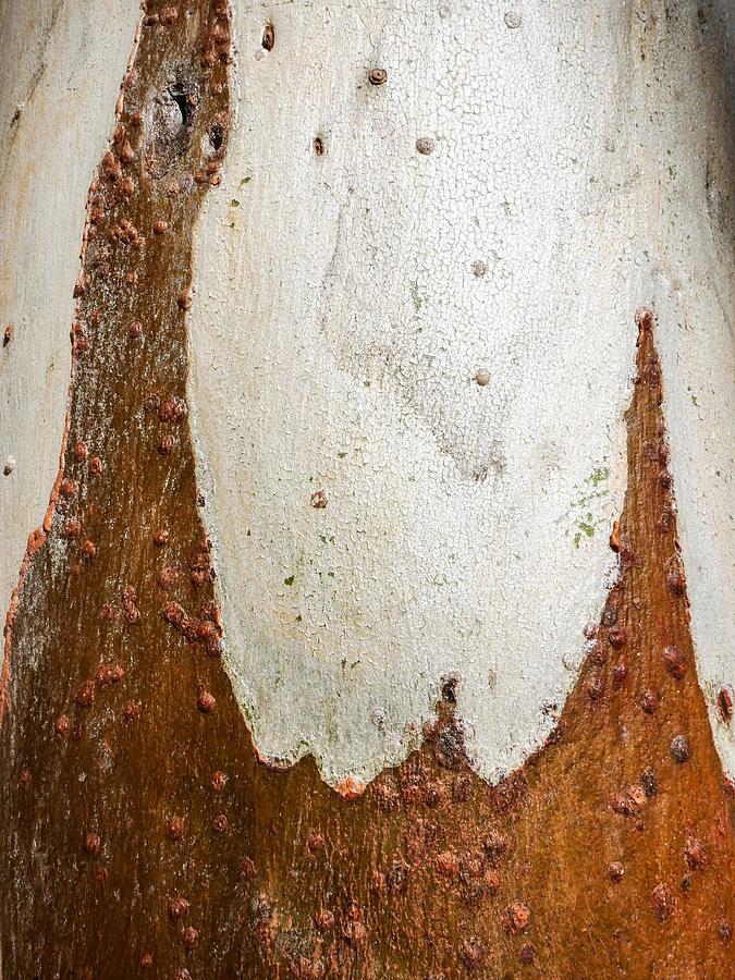 Tree Bark Series #49 Ghost Gum Photograph by Lexa Harpell