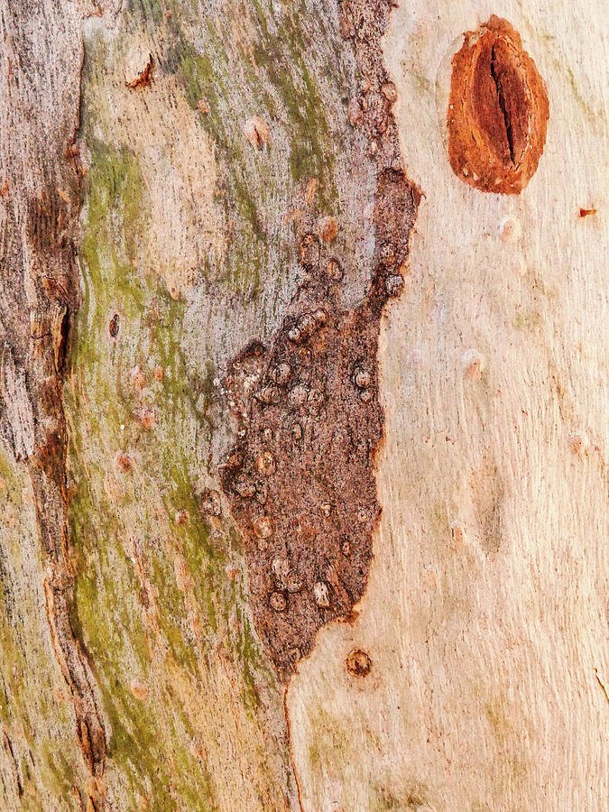 Tree Bark Series #51 Ghost Gum Photograph by Lexa Harpell