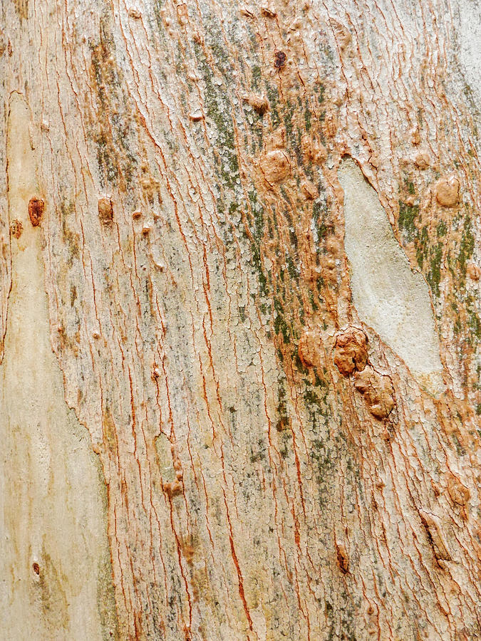 Tree Bark Series #52 Ghost Gum Photograph by Lexa Harpell