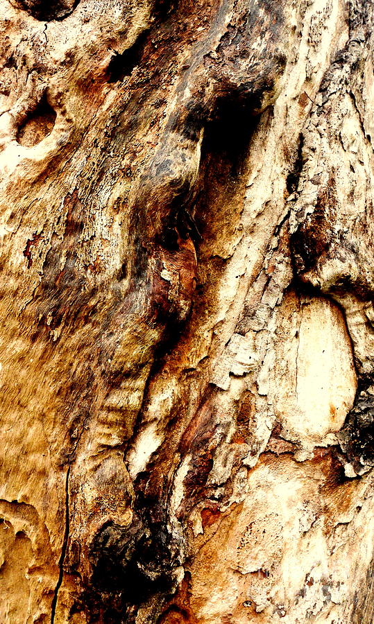 Tree Bark Series  - Knobs #3 Photograph by Lexa Harpell