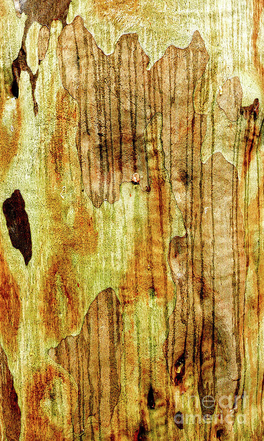 Tree Bark Series - Lines of Rain Photograph by Lexa Harpell