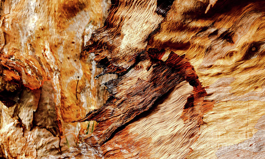 Tree Bark Series  - Patterns #2 Photograph by Lexa Harpell