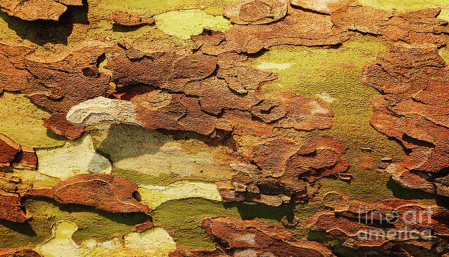 Tree bark Series - Peeling #11 Photograph by Lexa Harpell