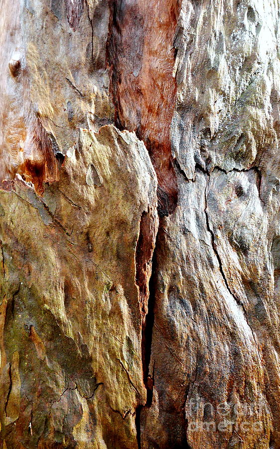 Tree Bark Series  - Peeling #3 Photograph by Lexa Harpell