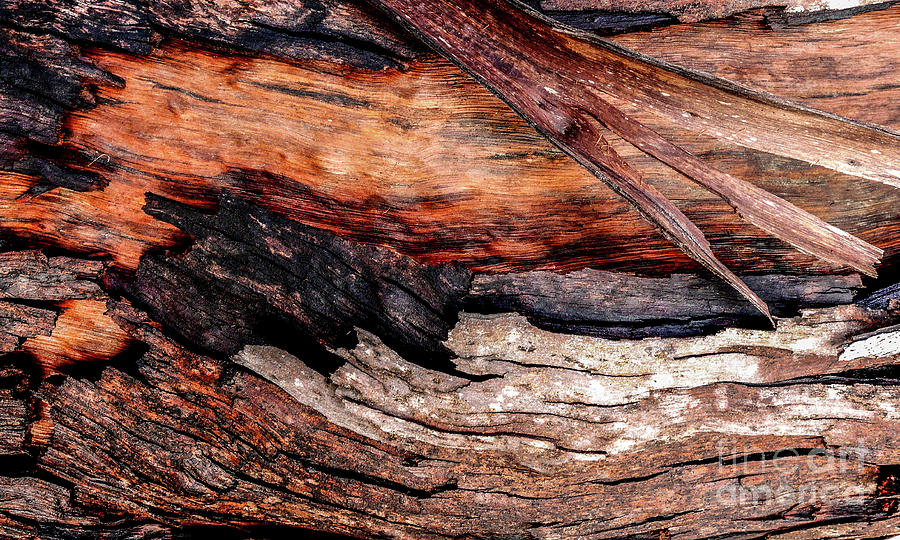 Tree Bark Series  - Peeling #6 Photograph by Lexa Harpell