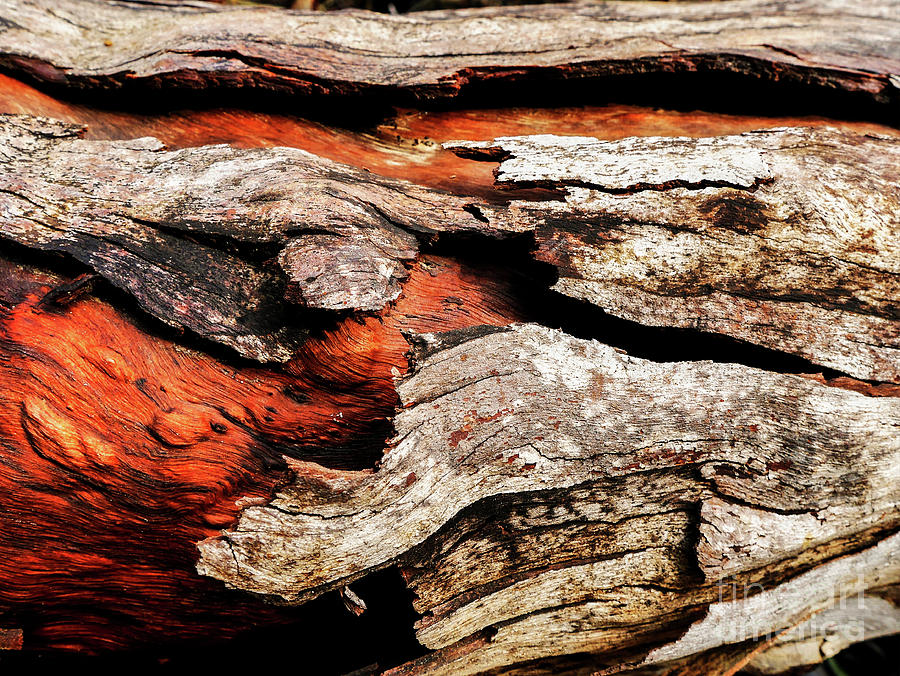 Tree Bark Series  - Peeling #7 Photograph by Lexa Harpell