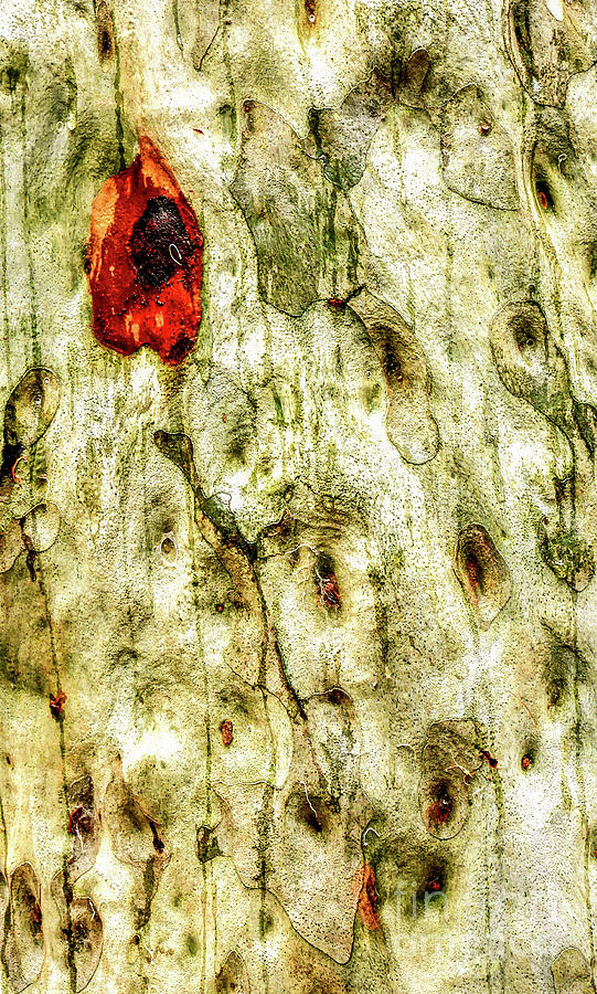 Tree Bark Series  - Sap #7 Photograph by Lexa Harpell