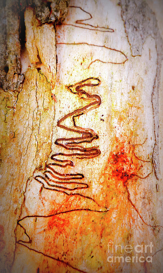 Tree Bark Series - Scribble Gum #1 Photograph by Lexa Harpell