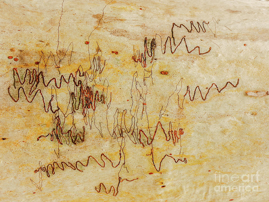 Tree Bark Series - Scribbly Gum #2 Photograph by Lexa Harpell