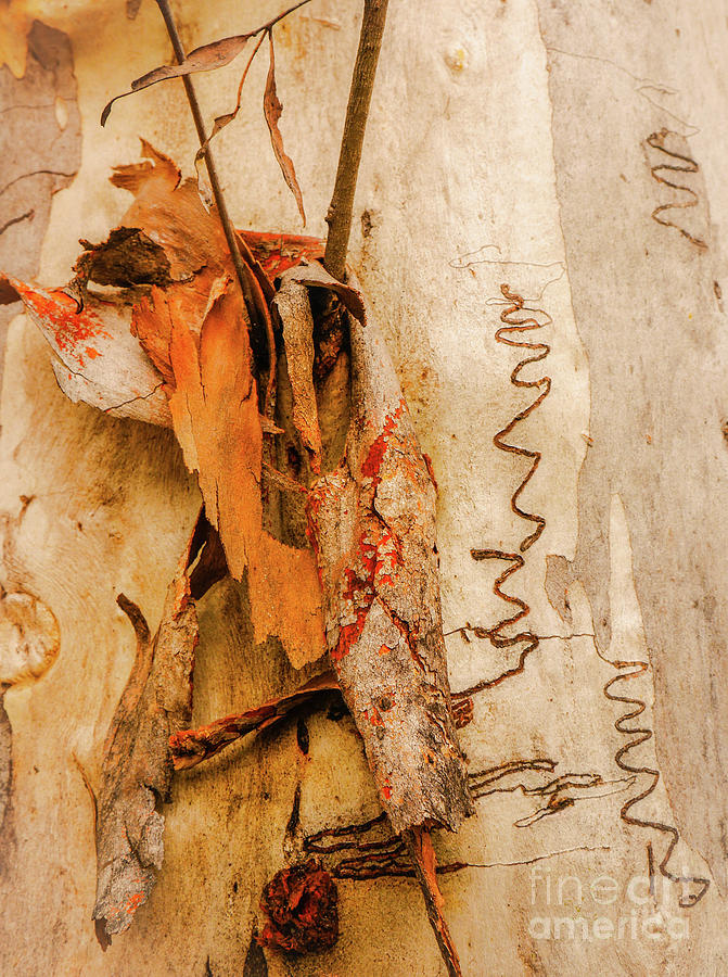 Tree Bark Series - Scribbly Gum #3 Photograph by Lexa Harpell