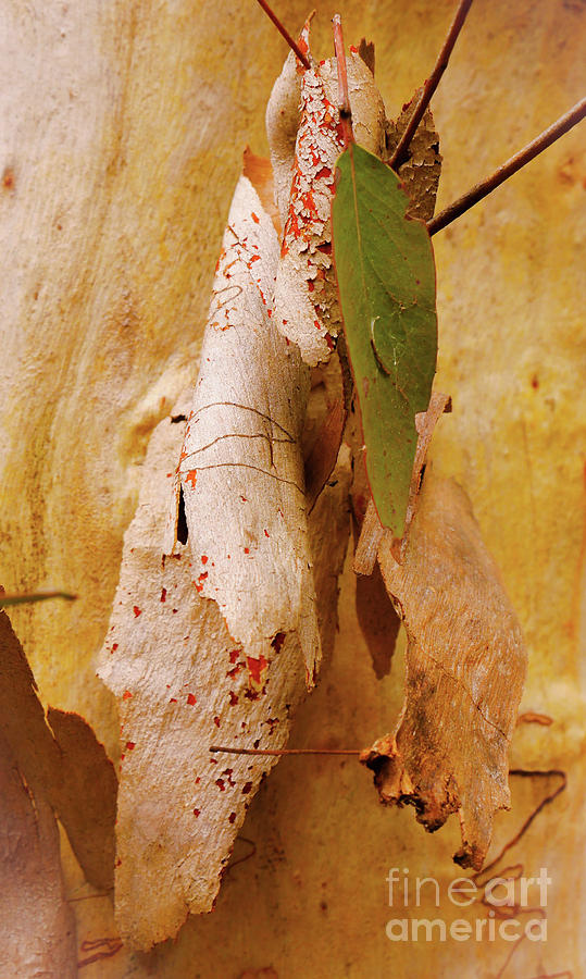 Tree Bark Series - Scribbly Gum #4 Photograph by Lexa Harpell