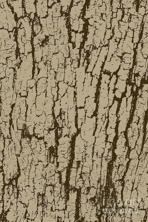 Tree Bark Texture by Bentley Davis