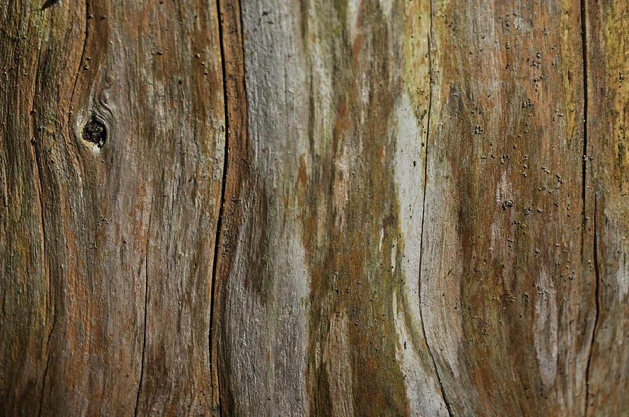 Tree Bark Textures and Hues Photograph by Andrea Kollo