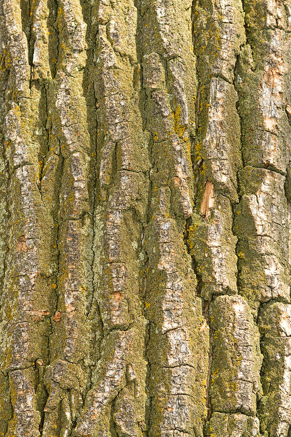 Tree Bark Texture Vertical Photograph