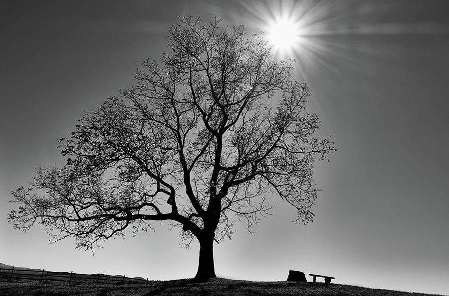 Tree Basking in the Sun Photograph by Georgette Grossman