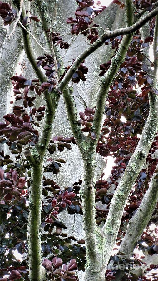 Tree Beauty Photograph by Anita Adams