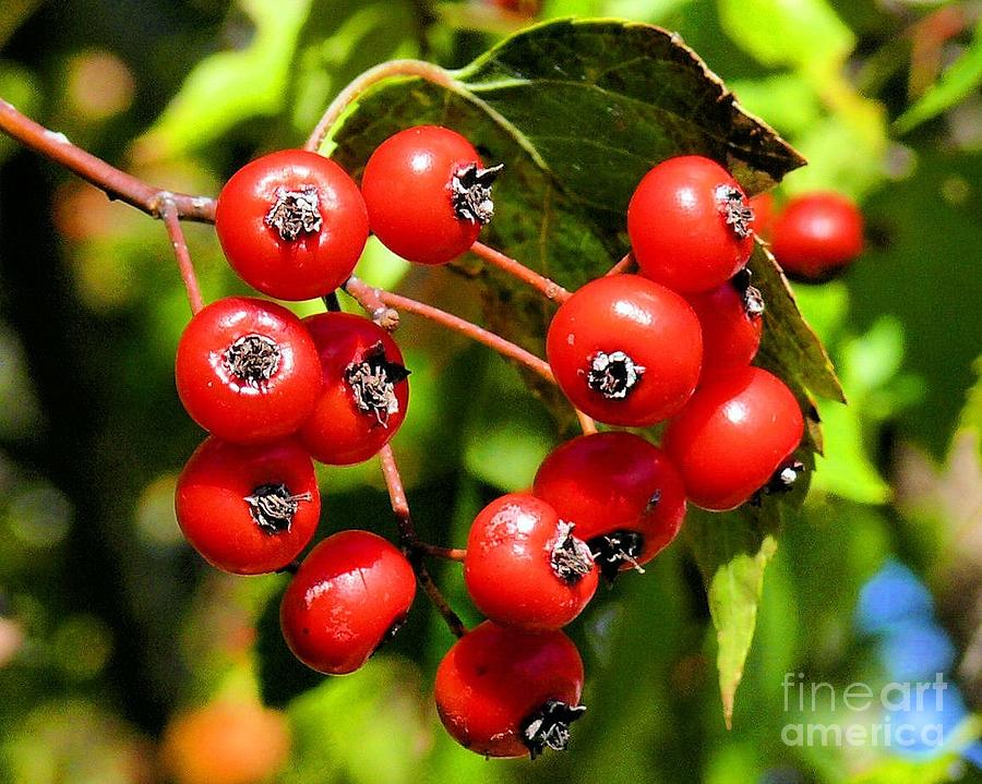 Tree Berry Cluster Photograph