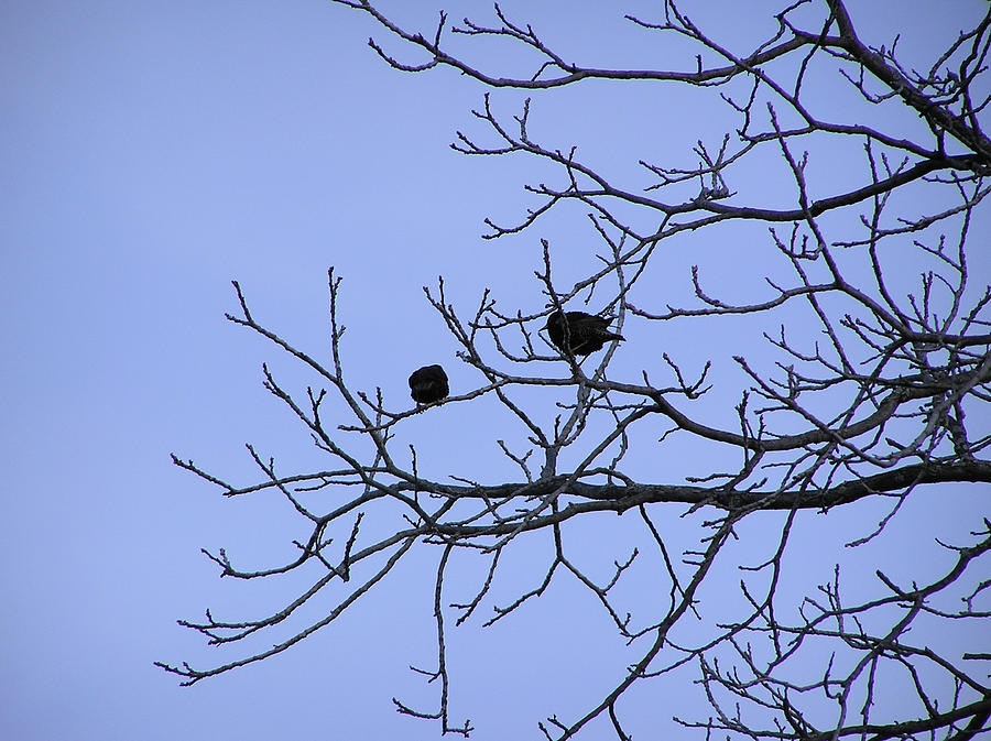 Tree Birds and Sky Photograph by Richard Mitchell - Fine Art America