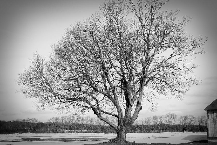 Tree black and white Photograph by Christine Slattery-Friberg | Fine ...