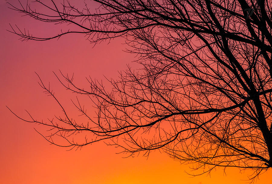 Tree Blaze Photograph by Taylor Henson - Fine Art America