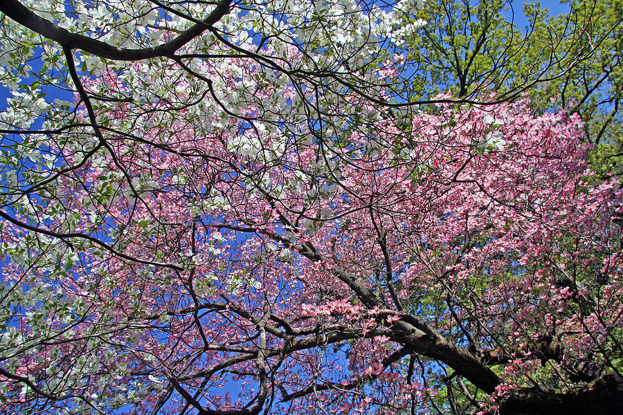 Colorful Tree Blooms Photograph by Cora Wandel