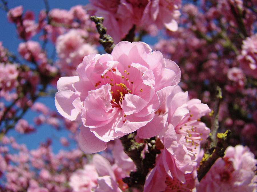 Tree Blossoming Pink Spring Blue Sky Baslee Troutman Photograph by Patti Baslee