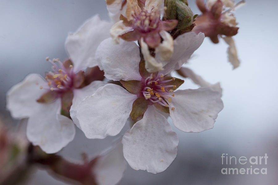 Flower Photograph - Tree Blossoms by Carolyn Brown