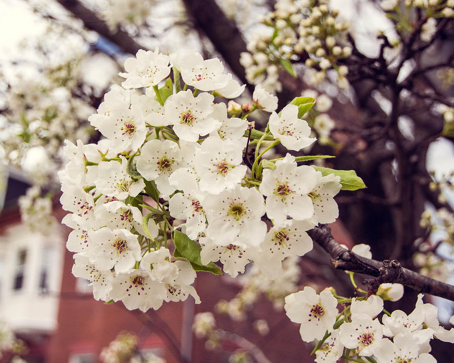 Tree Blossoms, Salem, MA Photograph by Nicole Freedman