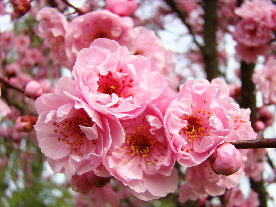 Tree Blossoms Spring Art Pink Flower Blossom Baslee Troutman Photograph ...