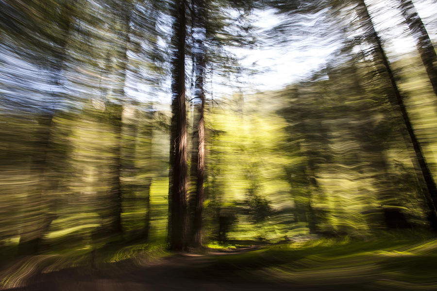California Photograph - Tree Blur 1 by Bryan Toro California Photograph - Tree Blur 1 by Bryan Toro