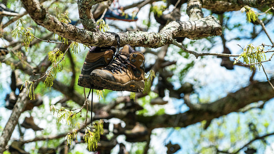 Tree Boots Neels Gap Georgia Mountains Photograph by Lawrence S Richardson Jr