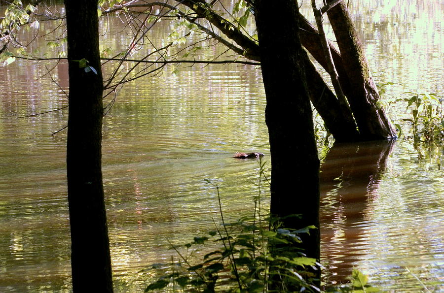 Tree Bowing to Swimming Beaver  Photograph by Kathy Barney