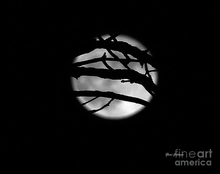Tree branch cover over the Super Moon Photograph by Yumi Johnson