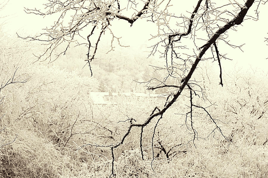Tree Branch. Gentle Winter Photograph by Jenny Rainbow