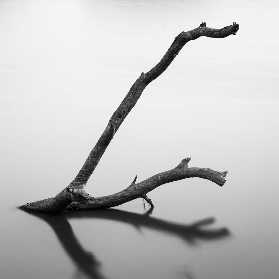 Tree Branch on the Water by Mahesh Balasubramanian Tree Branch on the Water by Mahesh Balasubramanian