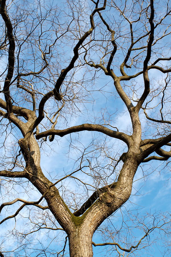 Tree branches Photograph by Elenarts - Elena Duvernay photo
