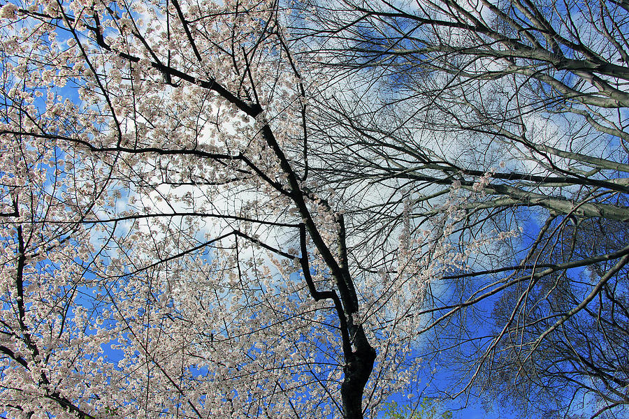 Tree Photograph - Tree Branches In The Sky With Cherry Blossoms by Cora Wandel